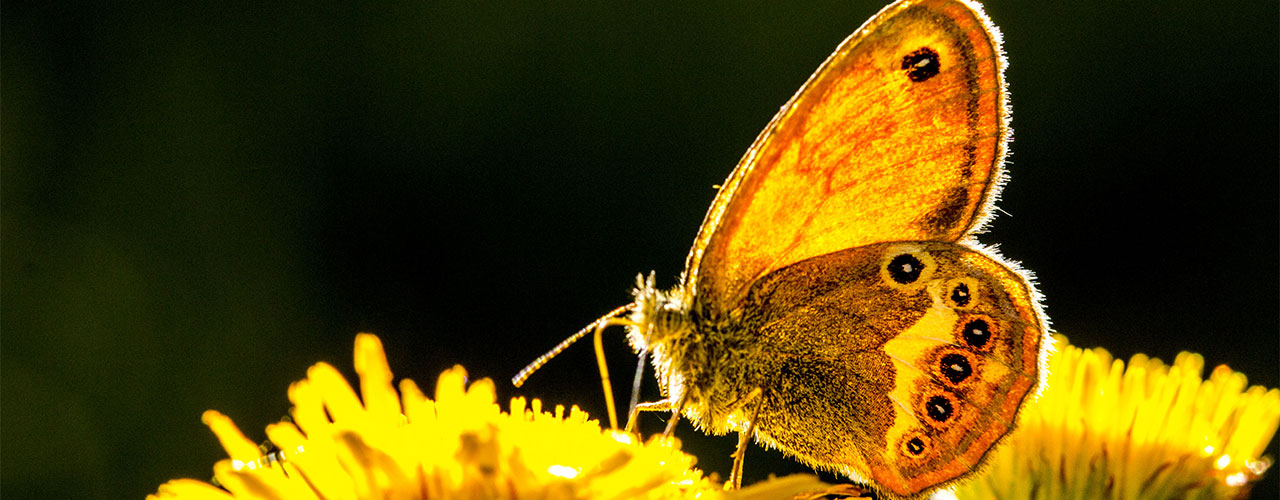 Island of Elba_butterfly