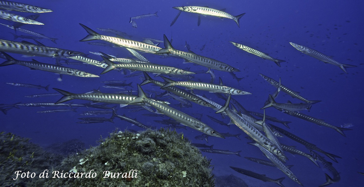 Fishes on the seabed of Elba Island