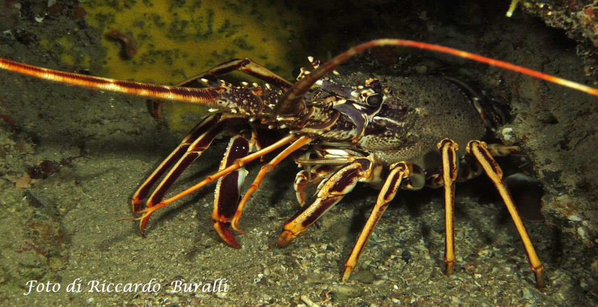 Crab on the seabed of Elba