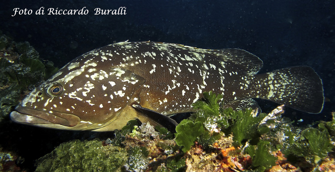 fish on the seabed of Elba