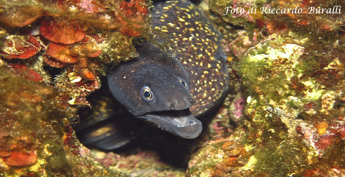 Elba Island | beautiful fish