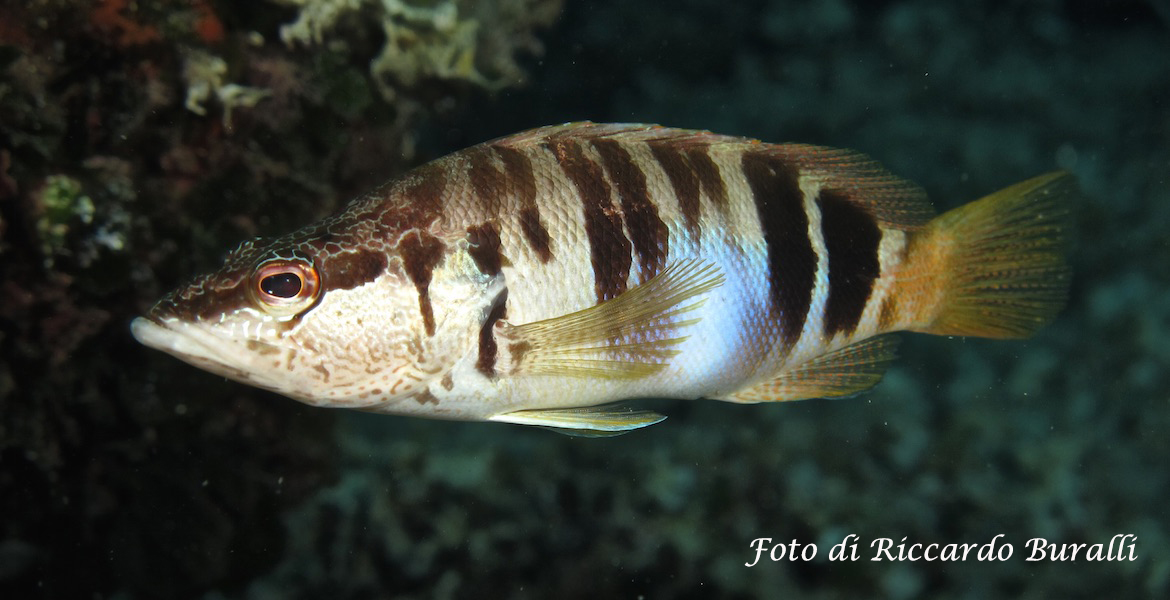 Elba Island | beautiful fish