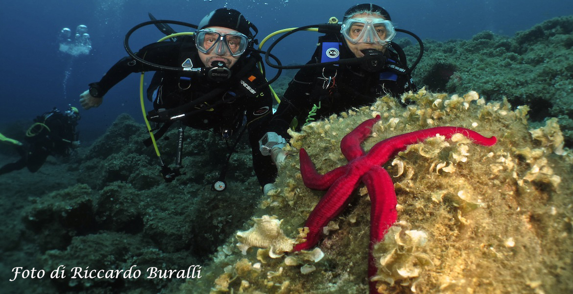 Starfish and divers on the seabed of Elba island