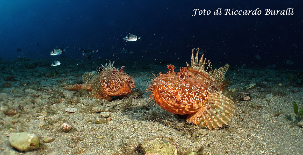 Wonderful seabed of Elba Island