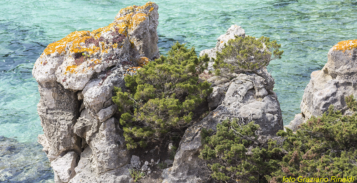 Blog Isola d'Elba Isola di Pianosa Parco Nazionale dell'Arcipelago Toscano trasparenze di Cala del Bruciato