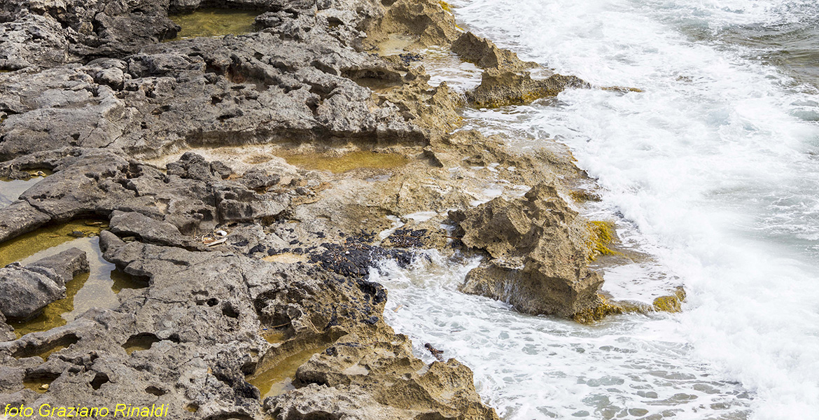 Blog Elba Island Pianosa Tuscan Archipelago National Park sea shore near you set the Burnt sandstone fossiliferous
