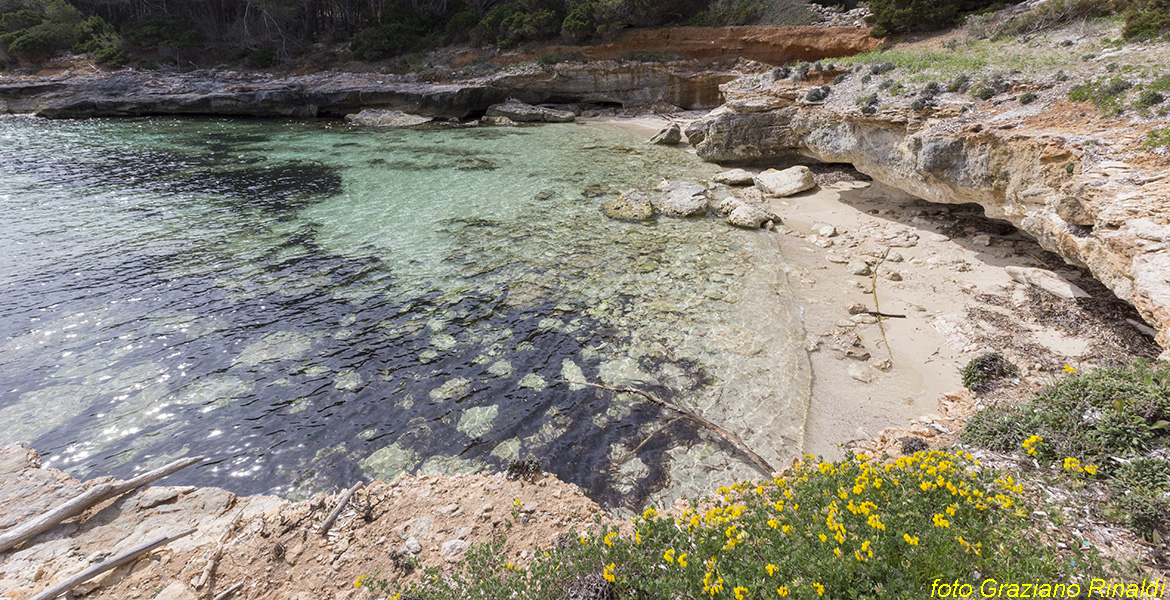 Blog Elba Island Pianosa Tuscan Archipelago National Park beach with flowering yellow clover