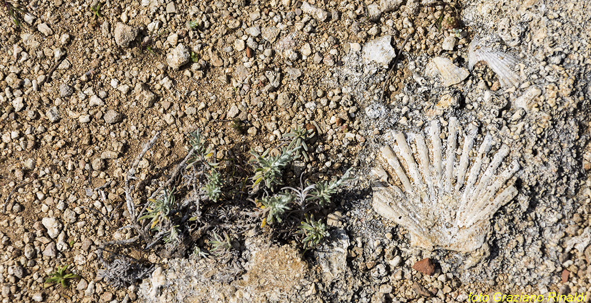 Blog Elba Island Pianosa Tuscan Archipelago National Park land within fossil island