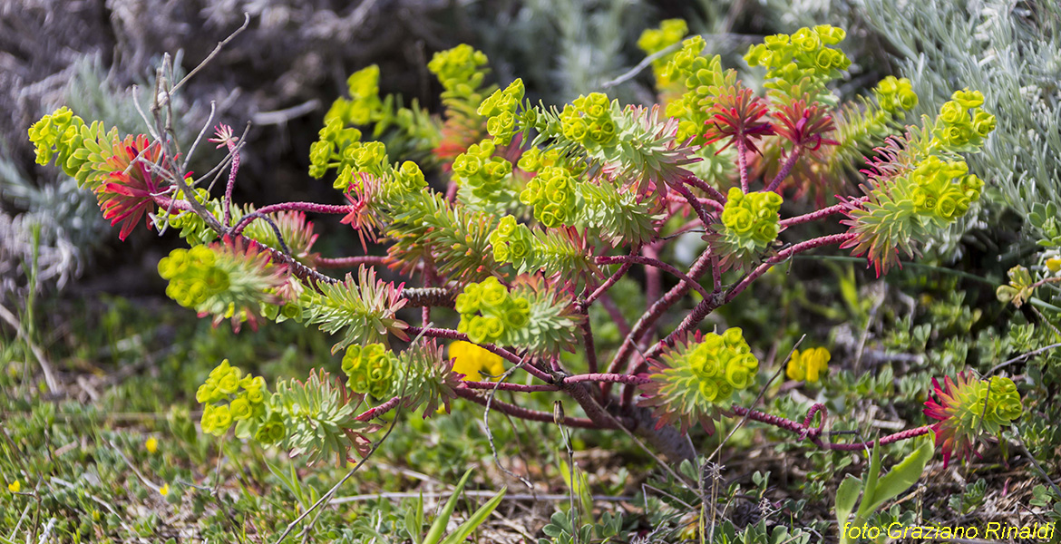 Blog Elba Island Pianosa Tuscan Archipelago National Park dwarf spurge natural vegetation