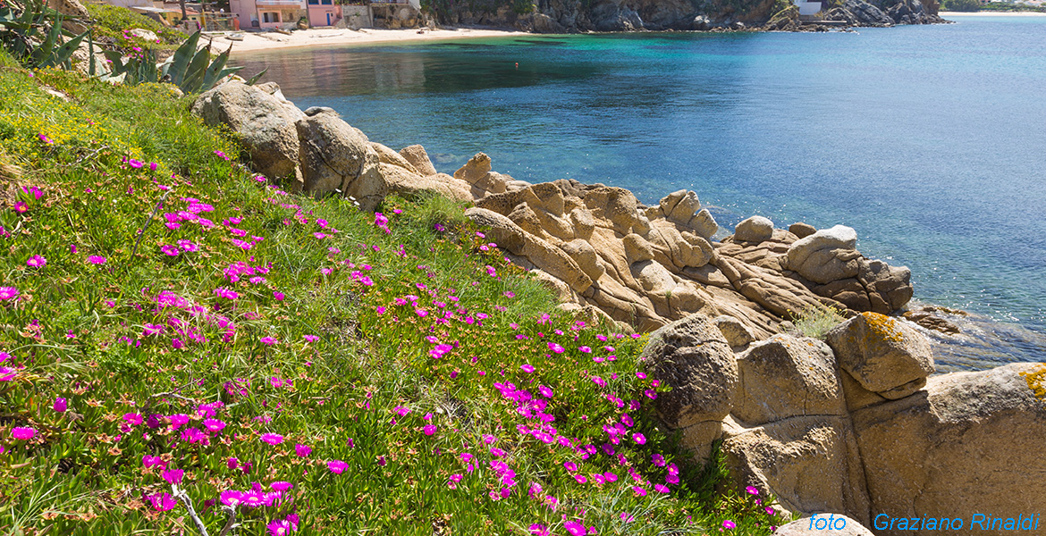 Tuscany - Elba Island - Beach of Forno in the Gulf of Procchio - flowering mesembrantemi on the cliffs of granite