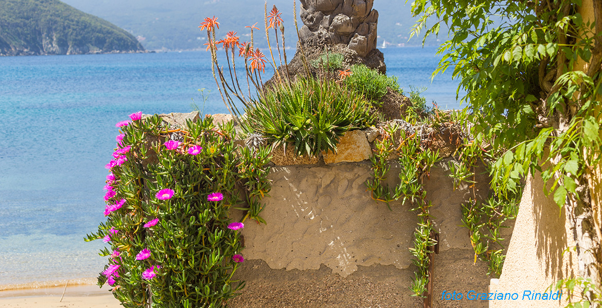 Tuscany - Elba Island - Beach of Forno in the Gulf of Procchio - flowering mesembrantemi at the base of the palm on the beach