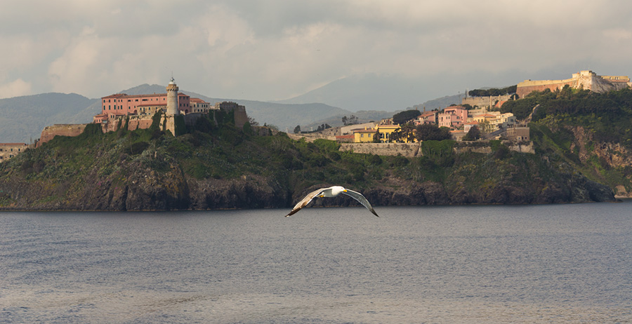 Portoferraio Elba Island - seagull in flight on white lighthouse of the fortress