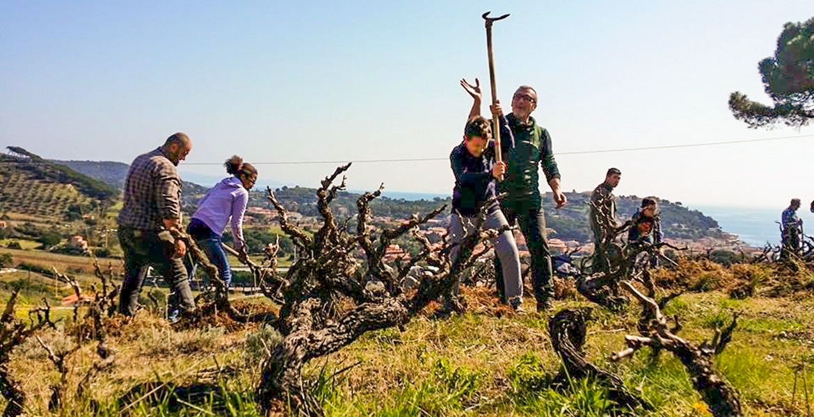 Elba Island, agriculture, wine, students