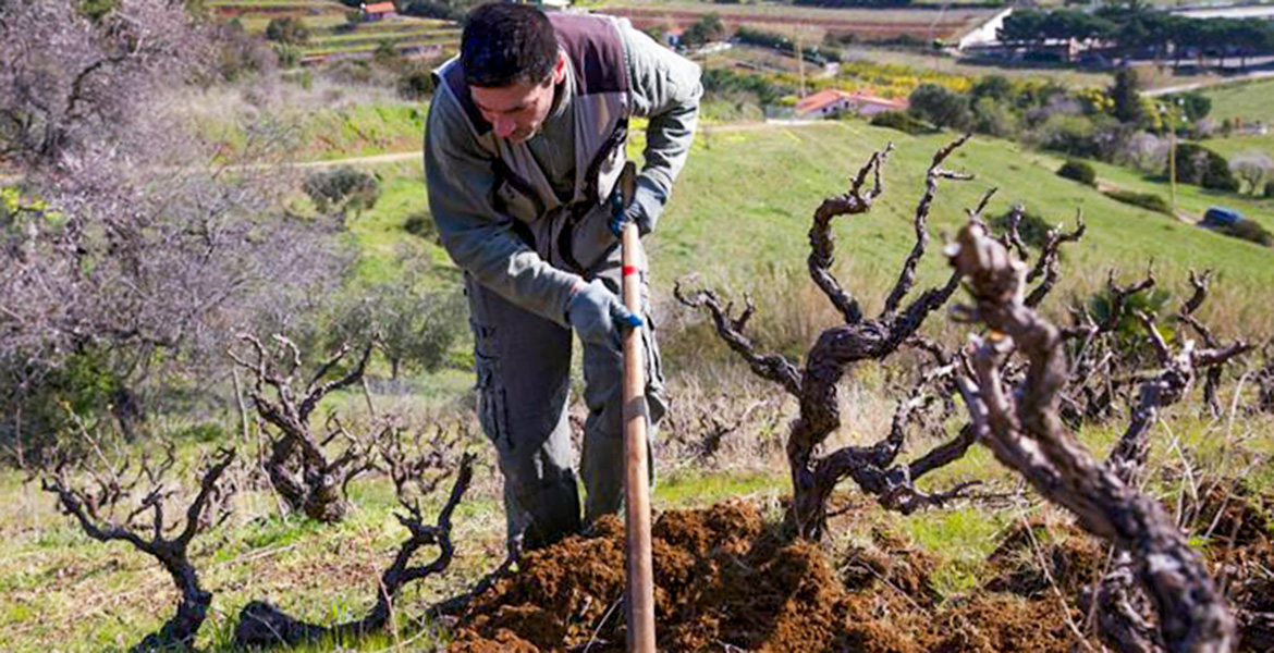 Elba Island, agriculture, wine, students, trees