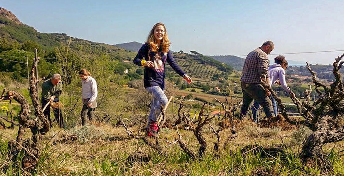 Elba Island, agriculture, wine, students, sun, Monte