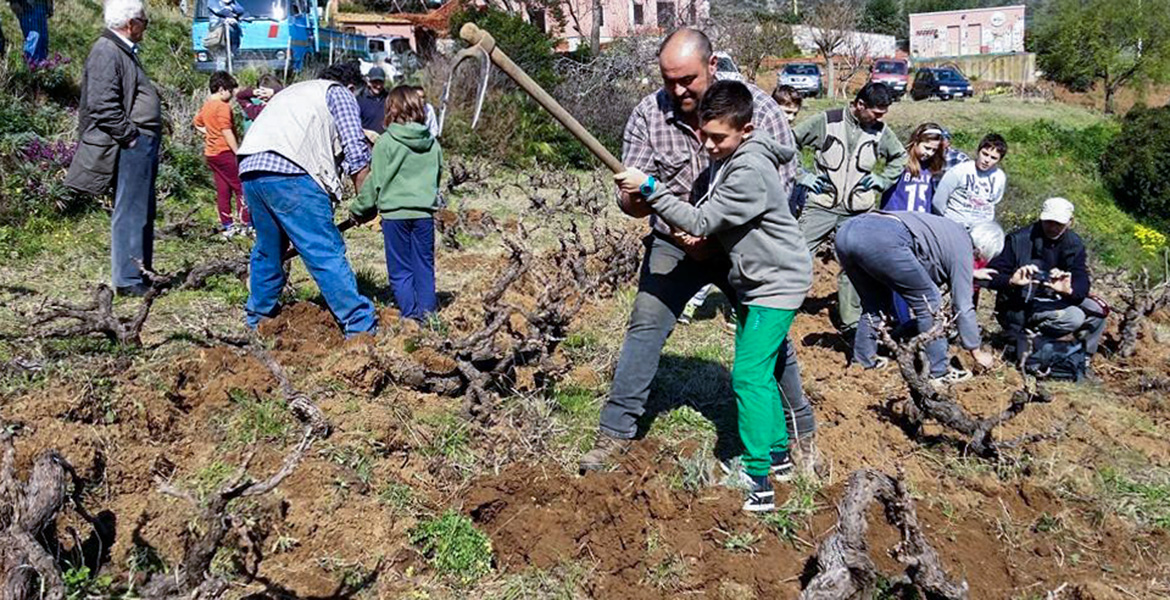 Elba Island, agriculture, wine, students, Monserrato