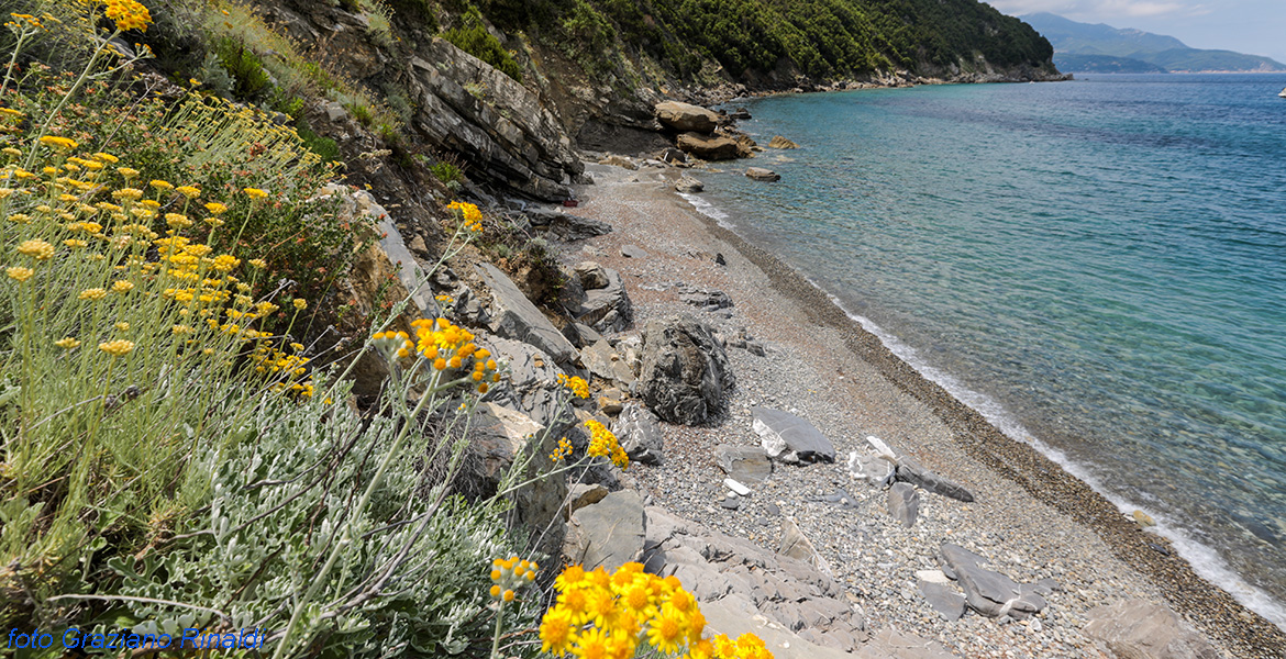 Elba Island, beach, punta penisola, viticcio, toscana