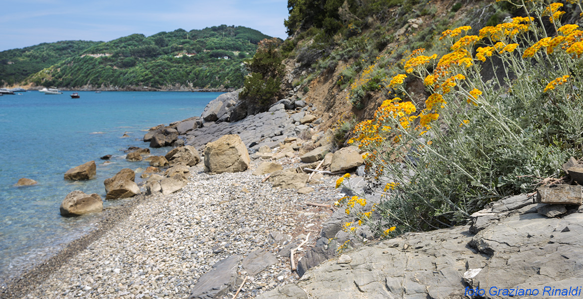Elba Island, viticcio, punta penisola, summer, flowers