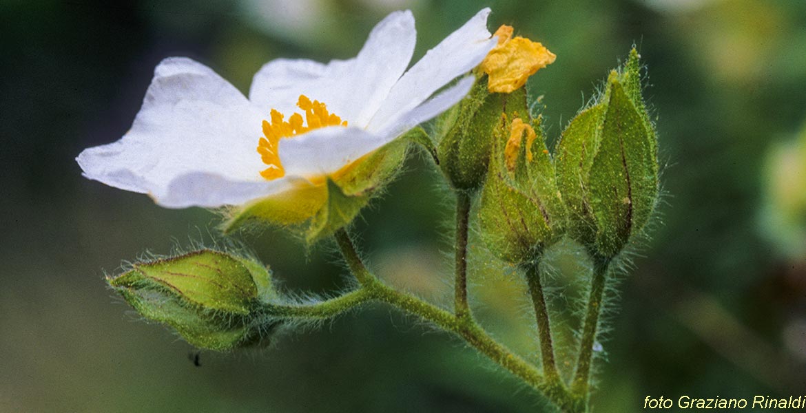 Elba Island, Flower, green, Flora, story