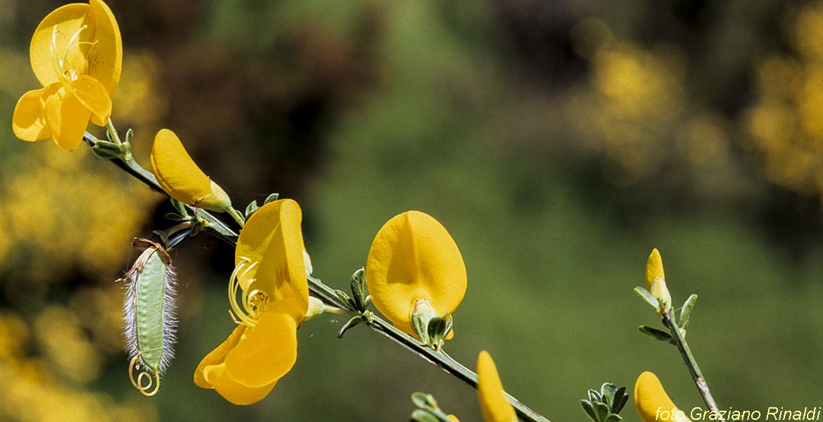 Elba, Toscana, Flowers, Yellow