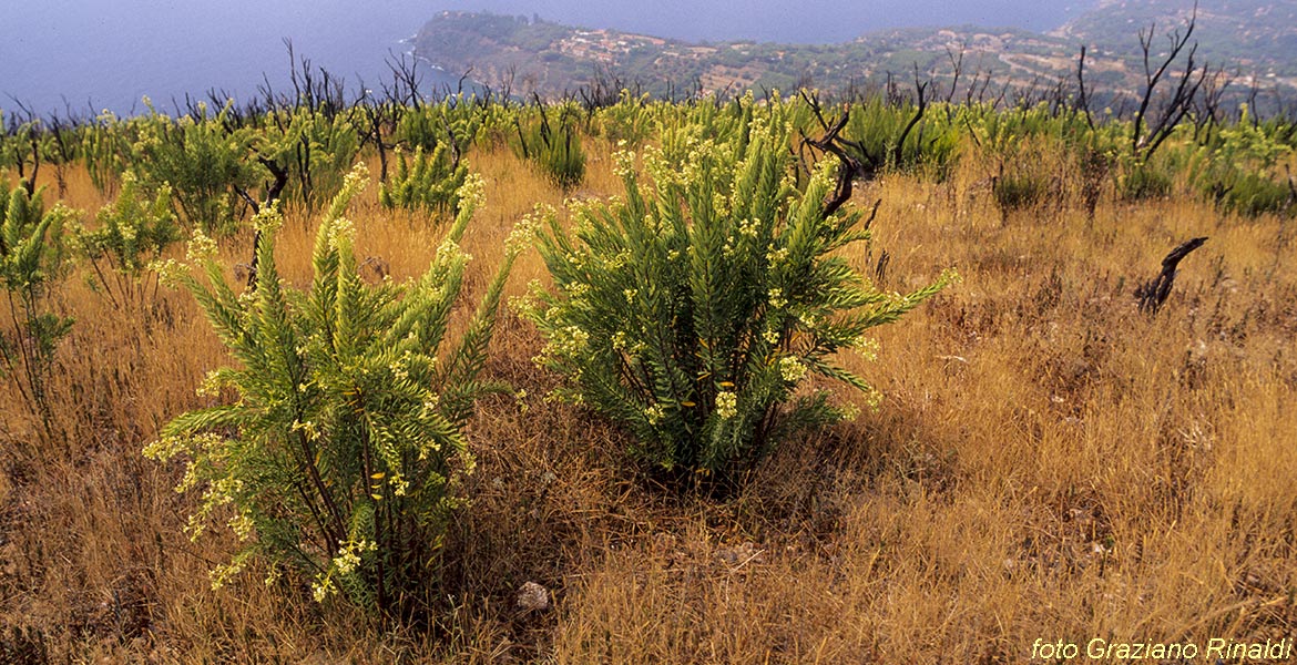 Elba Island, Story, Flora