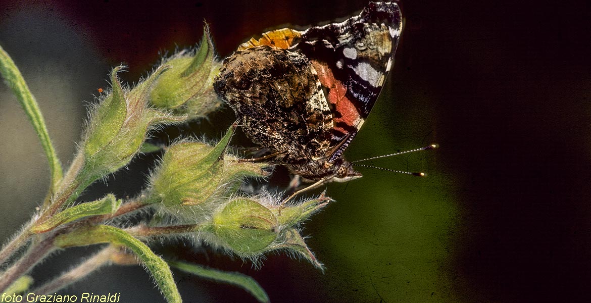 Elba Island, Flower, butterfly, green. Toscana