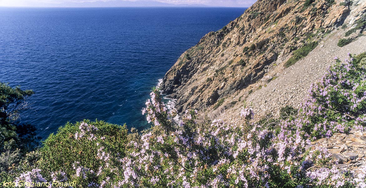 Elba Island, Toscana, sea, rock, flowers