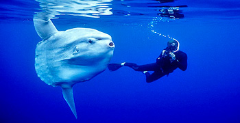 Picture of: Meeting with Elba’s “Divers”: The Sunfish