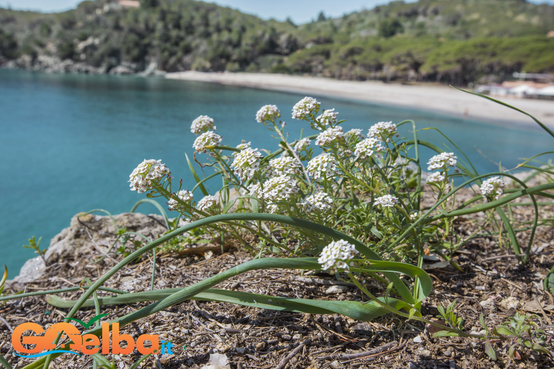 Elba Island, flowers, book, flora, sea, italy, nature
