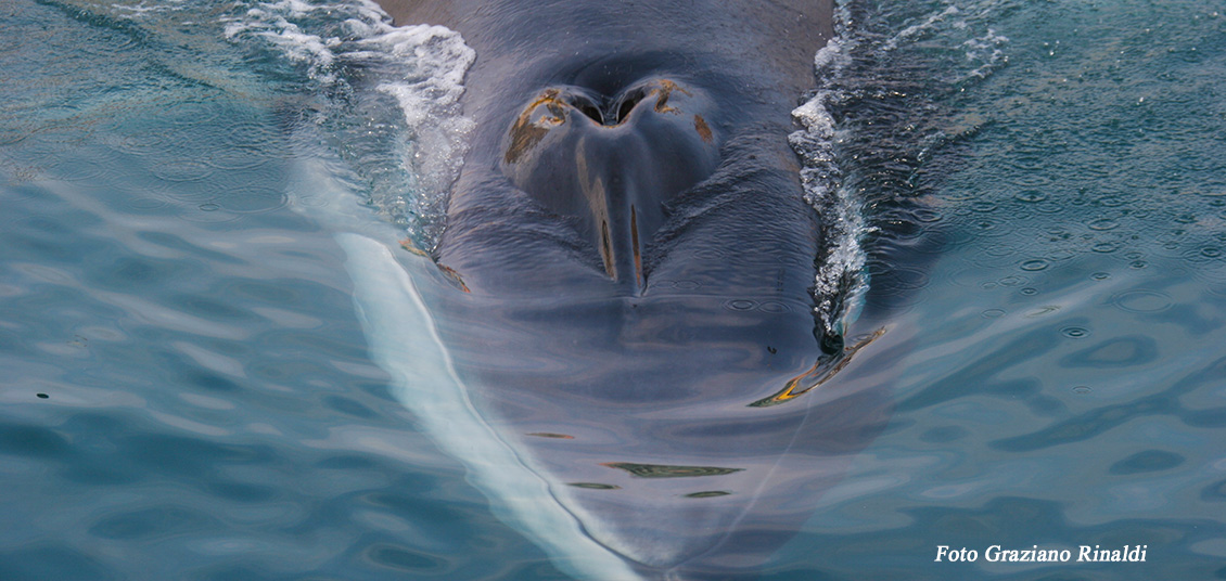 whale, balena, wal, sea, elbaisland